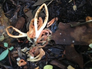 for a decomposing something, it sure is funky looking!