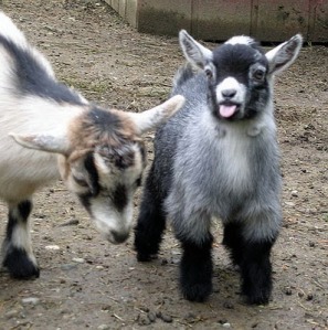 goats